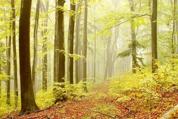 Kayın ağaçları ile orman yolu — Stok fotoğraf
