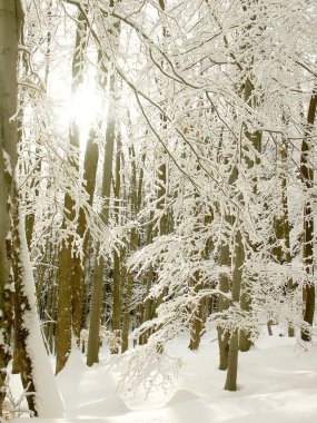 Winter forest clipart