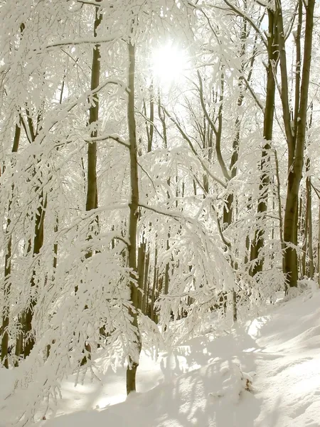 Zonnestralen valt in winter forest — Stockfoto