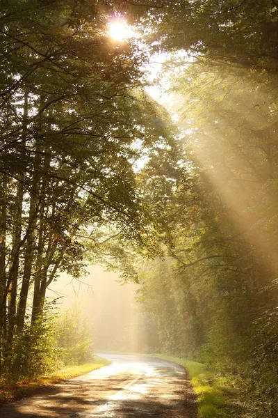 Misty otoño bosque camino al amanecer — Foto de Stock