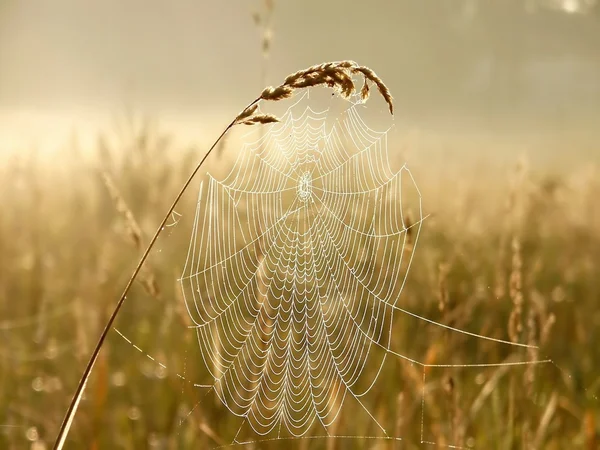 Cobweb on a meadow — Stock Photo, Image