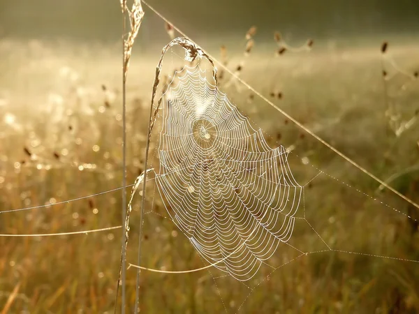 Cobweb on a meadow — Stock Photo, Image