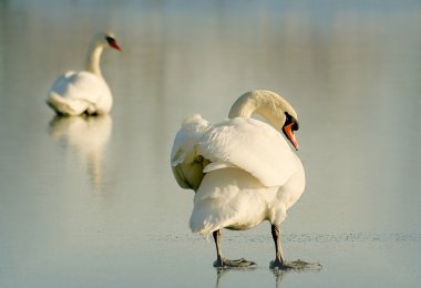 Swan on the frozen lake clipart