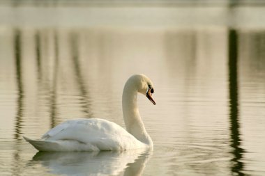 Lonely swan at sunset clipart