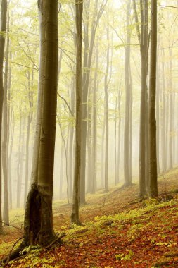 Misty autumn forest clipart