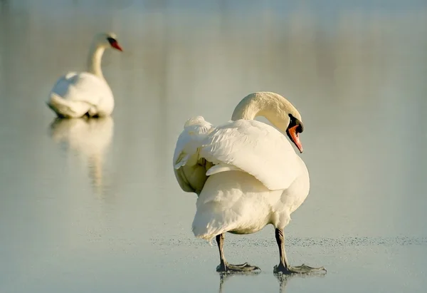 凍った湖の上の白鳥します。 — ストック写真