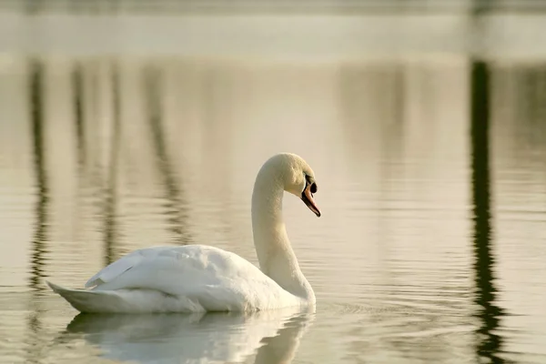 Lonely swan at sunset — Stock Photo, Image