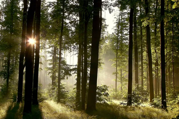 Mglisty las świcie — Zdjęcie stockowe