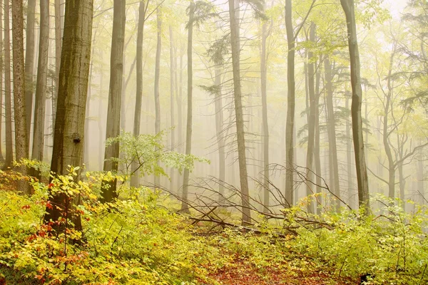 Ομιχλώδη φθινόπωρο δάσος — Φωτογραφία Αρχείου