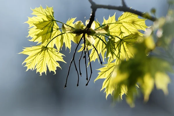 Spring maple leaves — Stock Photo, Image