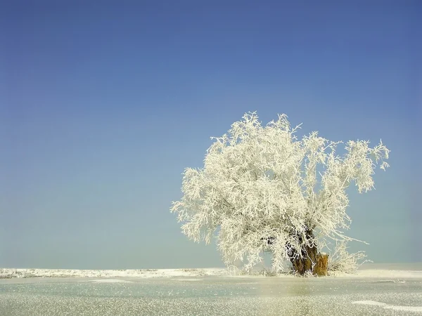 Árbol solitario de invierno — Foto de Stock