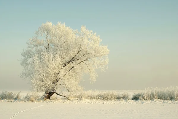 Winter tree at dawn — Stock Photo, Image