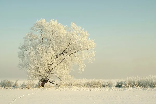 Winter boom bij dageraad — Stockfoto