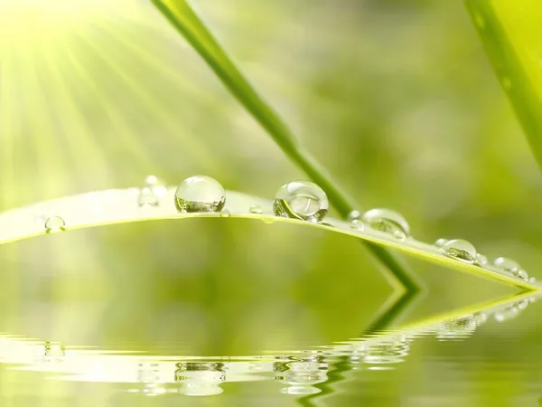 Gotas de lluvia sobre hierba — Foto de Stock