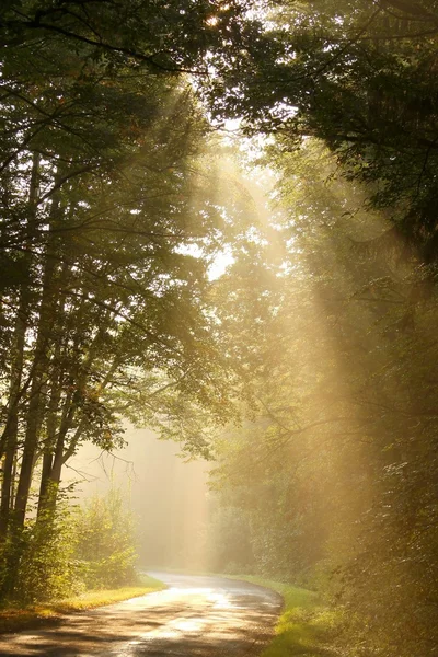 Sonnenstrahlen fallen in den nebligen Wald — Stockfoto