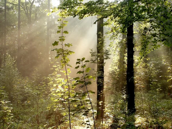 Солнечный свет падает в туманный лес — стоковое фото