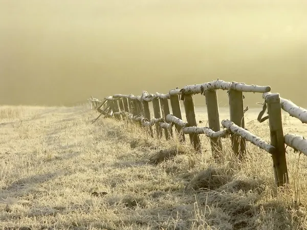 霧の草地の上の冬の日の出 — ストック写真