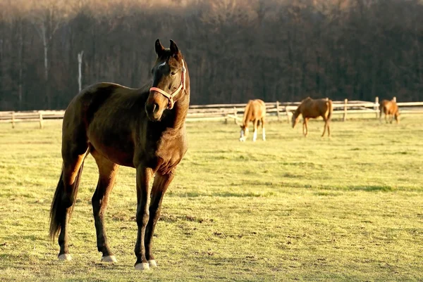 Чёрная лошадь на закате — стоковое фото