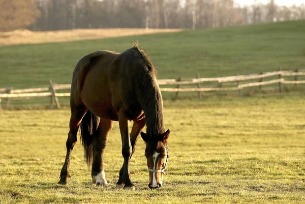 Cavallo al crepuscolo — Foto Stock