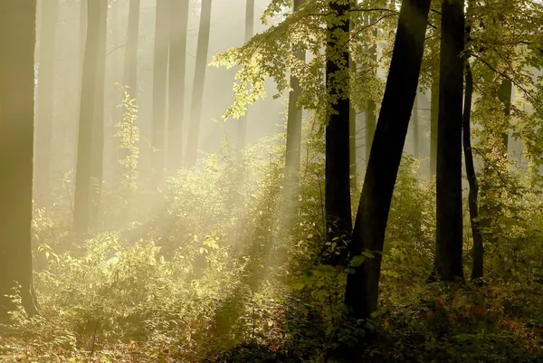 Solljuset faller in i dimmiga skogen — Stockfoto