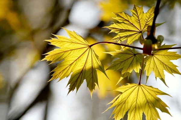 Maple leaves in the forest — Stock Photo, Image