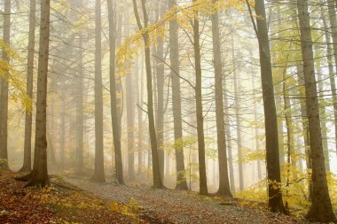 Trail through the autumn forest clipart