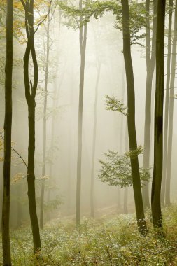 Misty beech forest in early autumn clipart