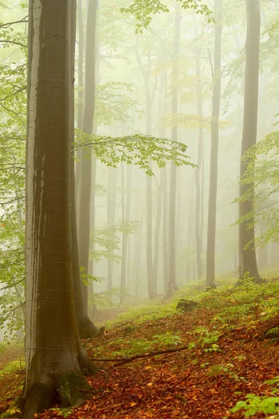 Misty beech forest — Stock Photo, Image