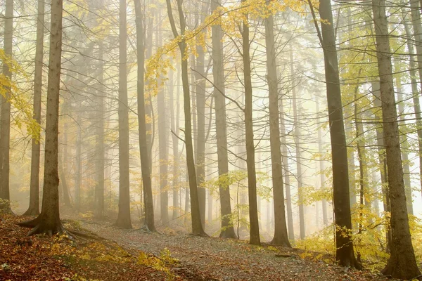 Trail genom hösten skogen — Stockfoto