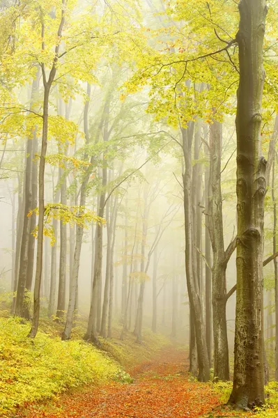 Trail genom hösten bokskog — Stockfoto