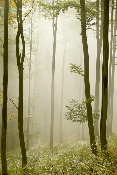 在早期的秋天朦胧山毛榉森林 — 图库照片