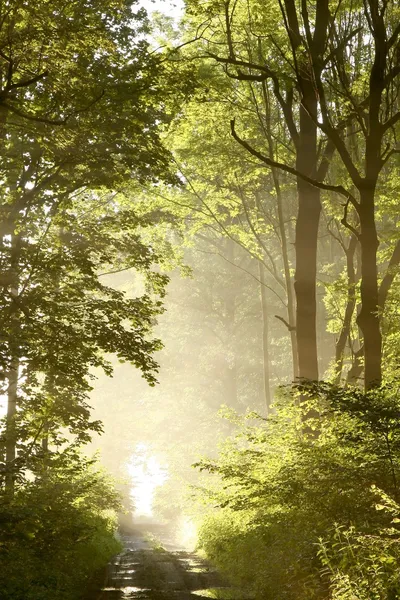 Chemin de terre à travers la forêt brumeuse au lever du soleil — Photo