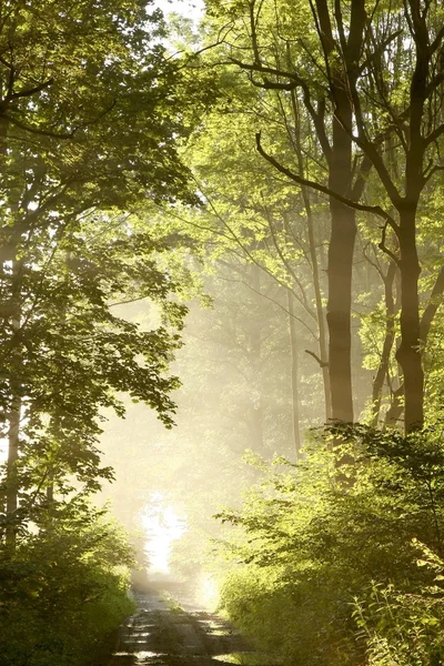 Grusväg genom dimmiga skogen vid soluppgången — Stockfoto