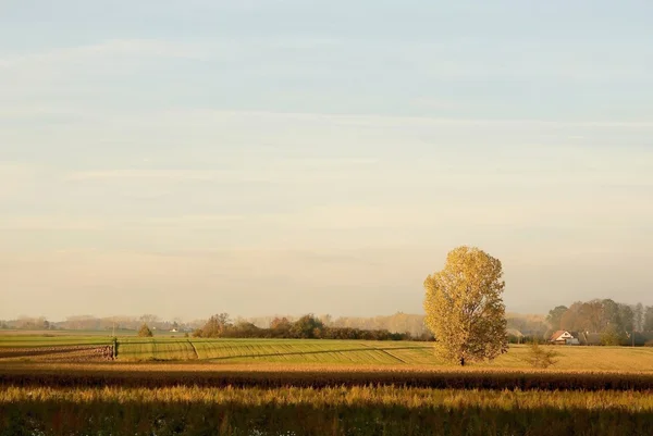 Pôr do sol sobre o campo com uma árvore dourada — Fotografia de Stock