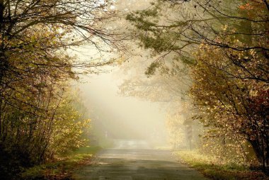 Country road through the misty woods