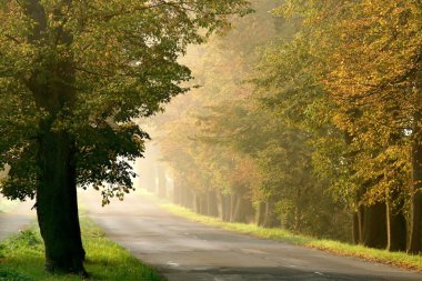 Misty country road at dawn clipart