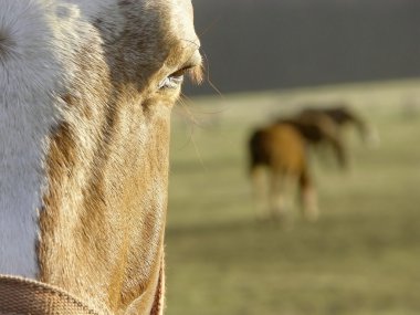 Horse's head clipart