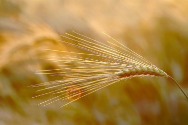 An ear of wheat at sunset clipart