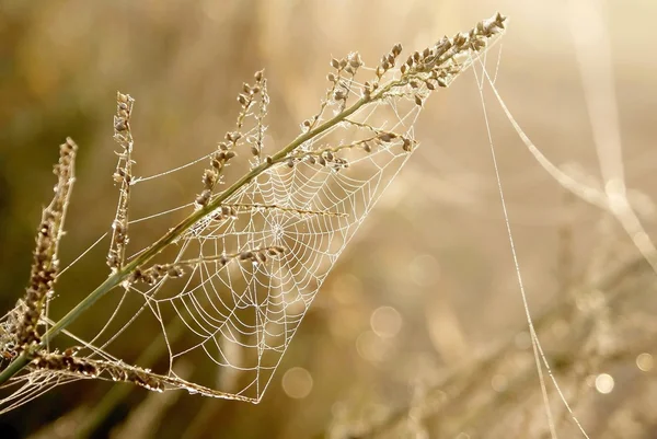 夜明けにクモの巣します。 — ストック写真