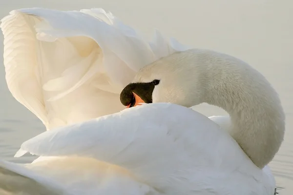 Лебедь расчищает крылья — стоковое фото
