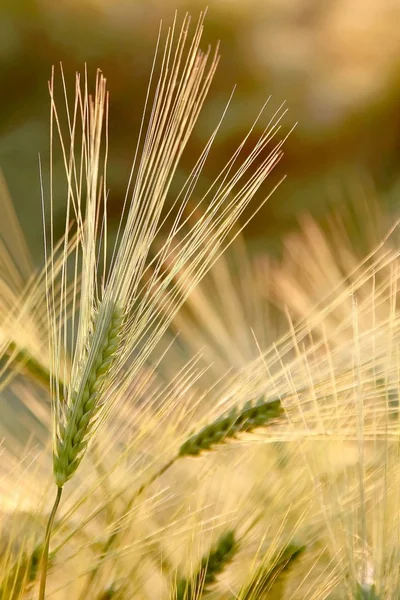 Вуха пшениці в полі — стокове фото