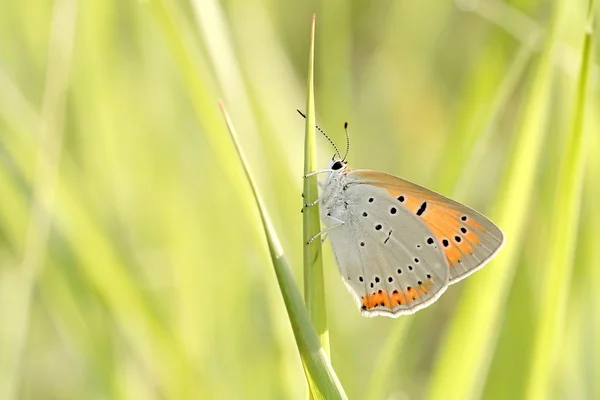 Motýl na trávě — Stock fotografie