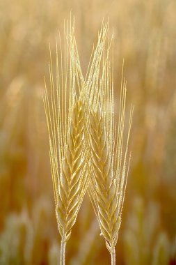 Wheat ears at sunset clipart