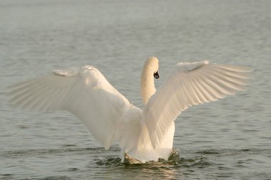 Swan at dusk clipart