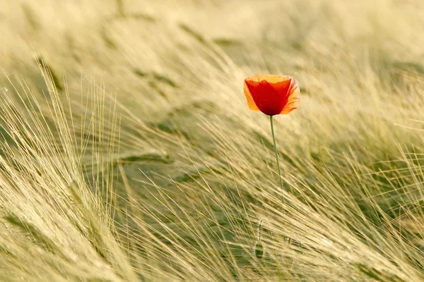 Poppy at sunset — Stock Photo, Image
