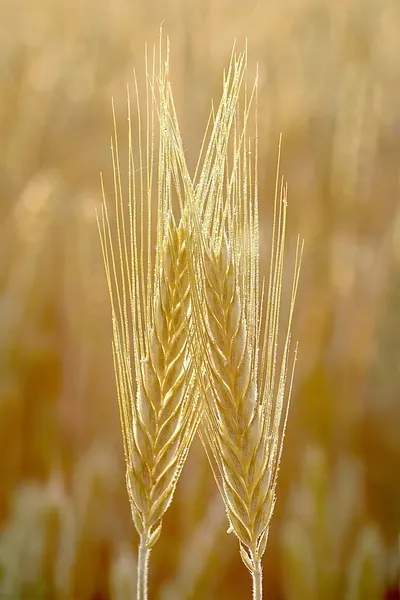 Espigas de trigo al atardecer — Foto de Stock