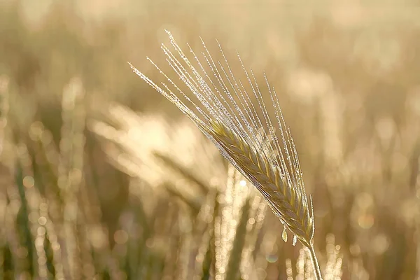 An ear of wheat in the field — Stock Photo, Image