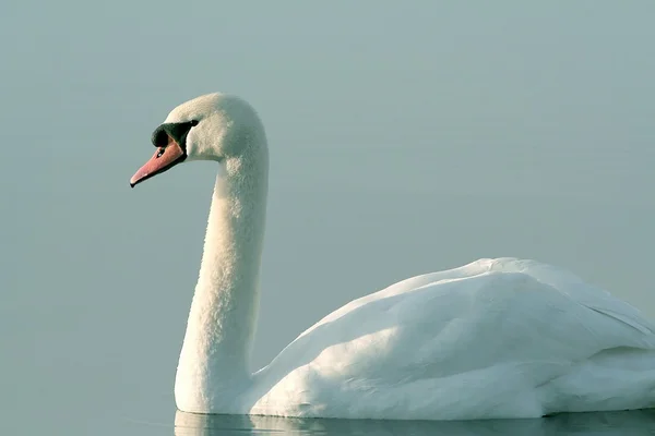 美しい白鳥 — ストック写真