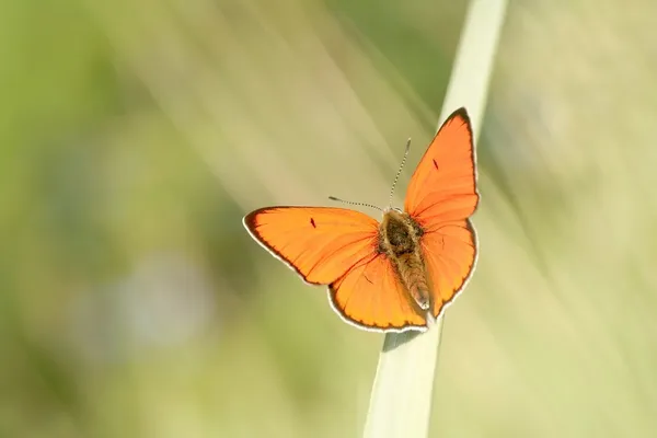 Mariposa sobre hierba —  Fotos de Stock