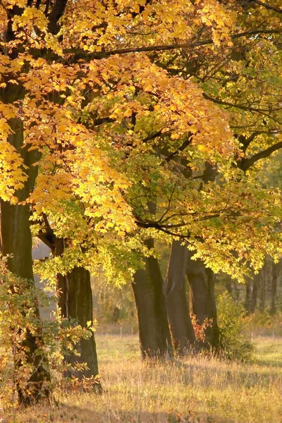 Árboles de arce de otoño al atardecer —  Fotos de Stock